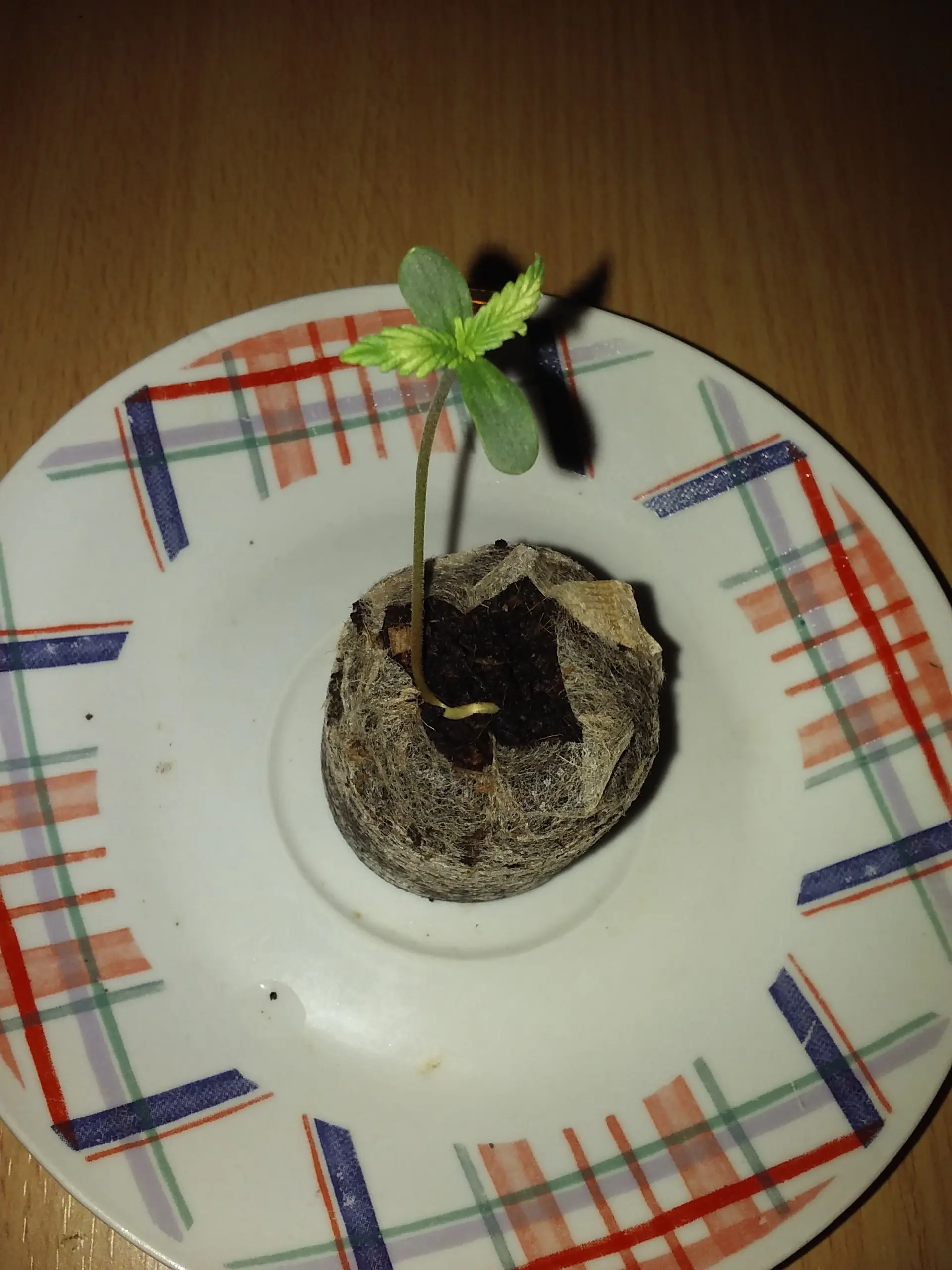 indica significado
