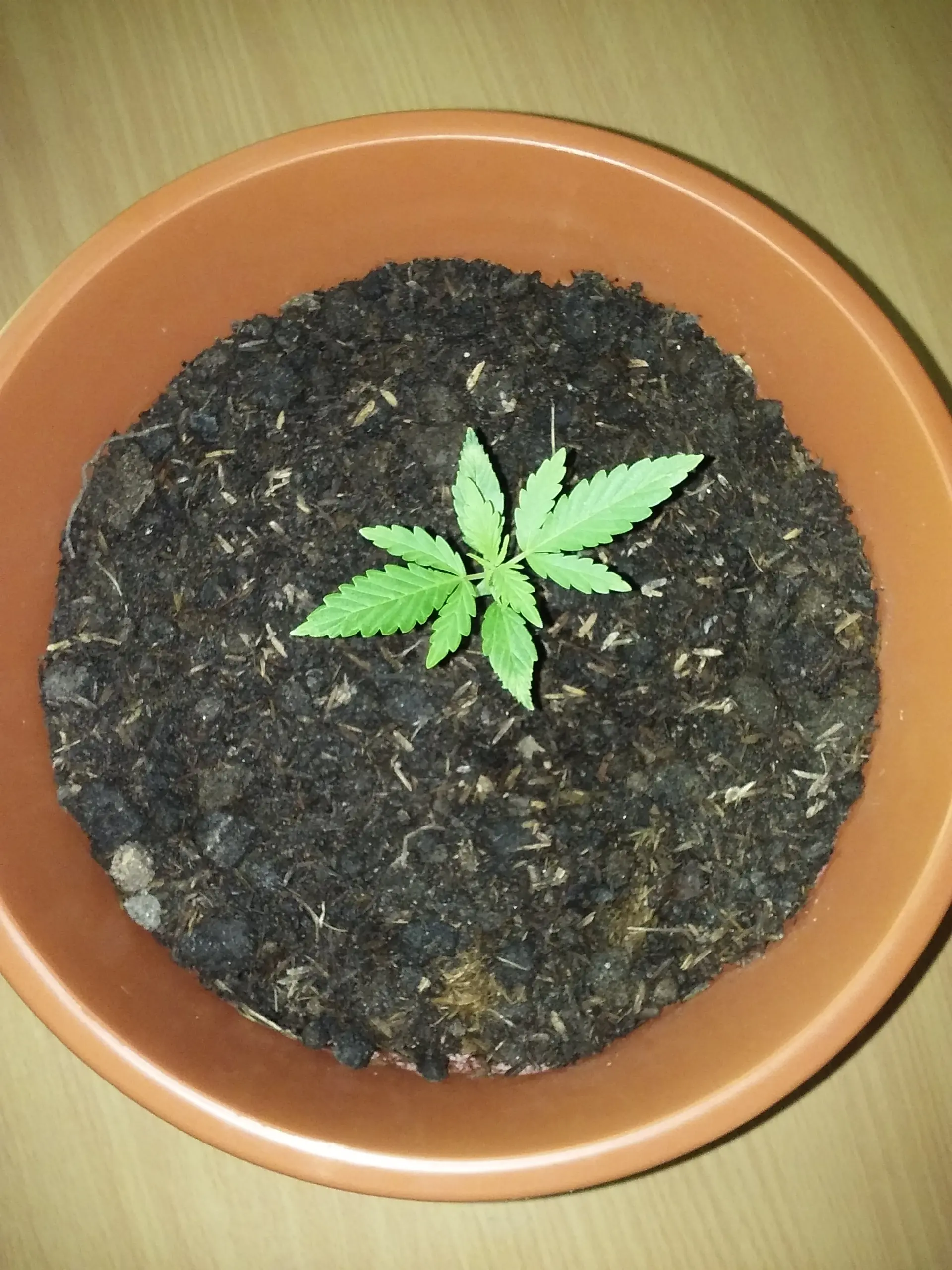 cannabis