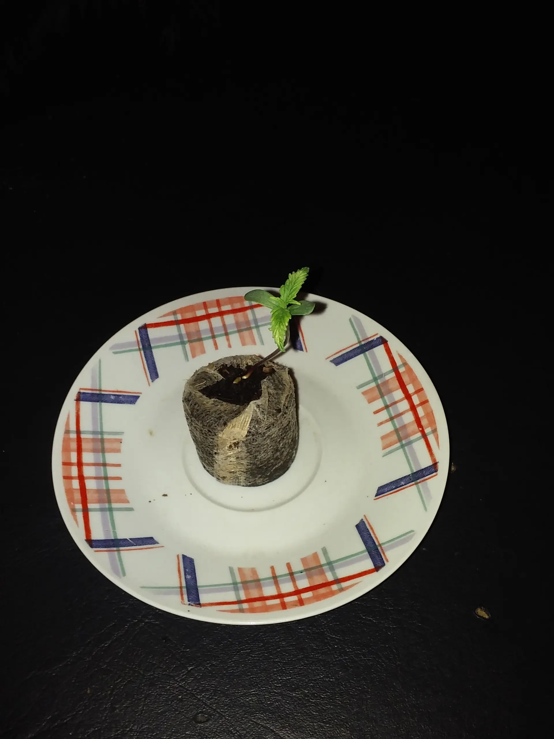 marihuana uruguay
