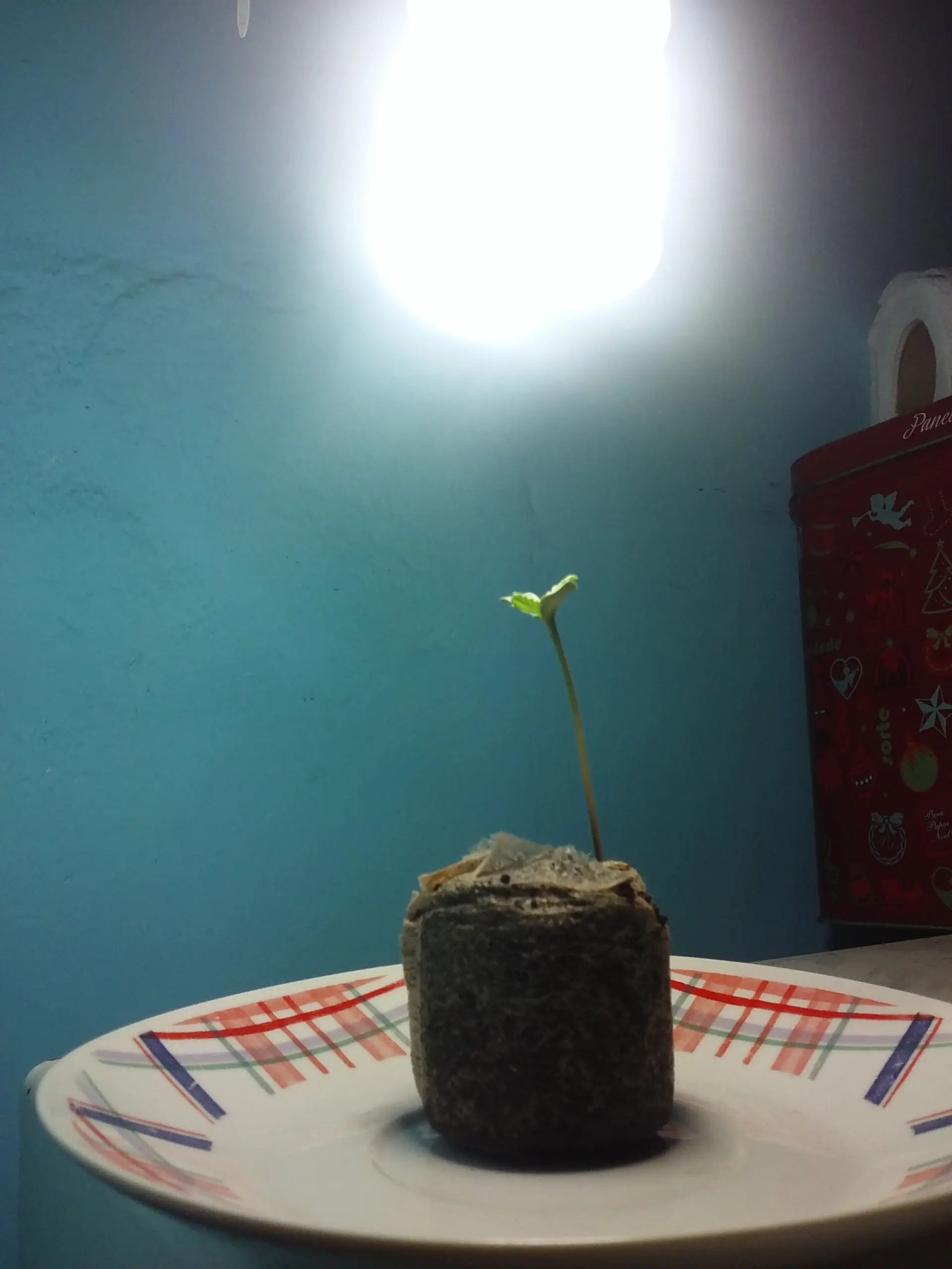 Les presento a Ramona!