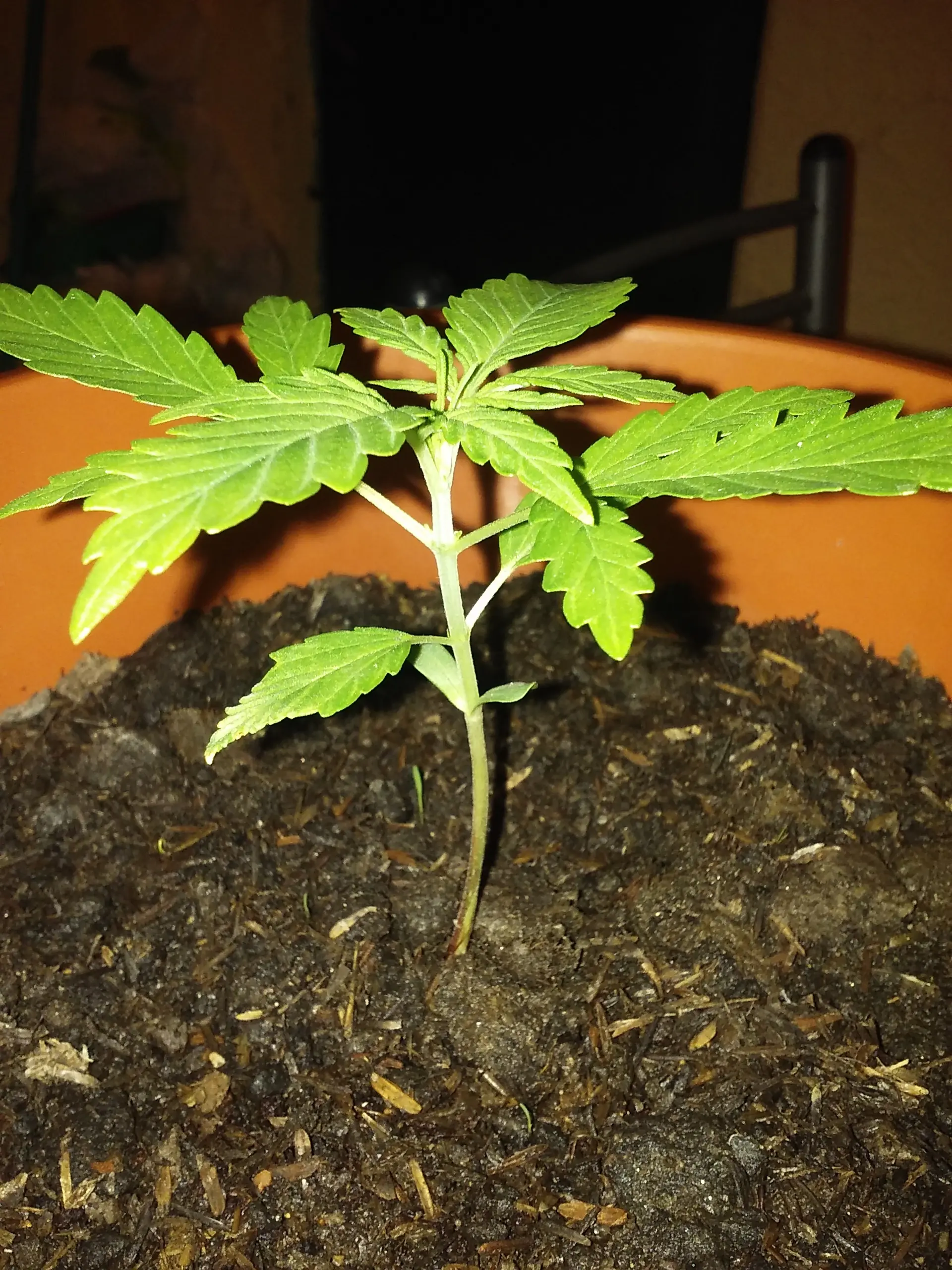 cannabis