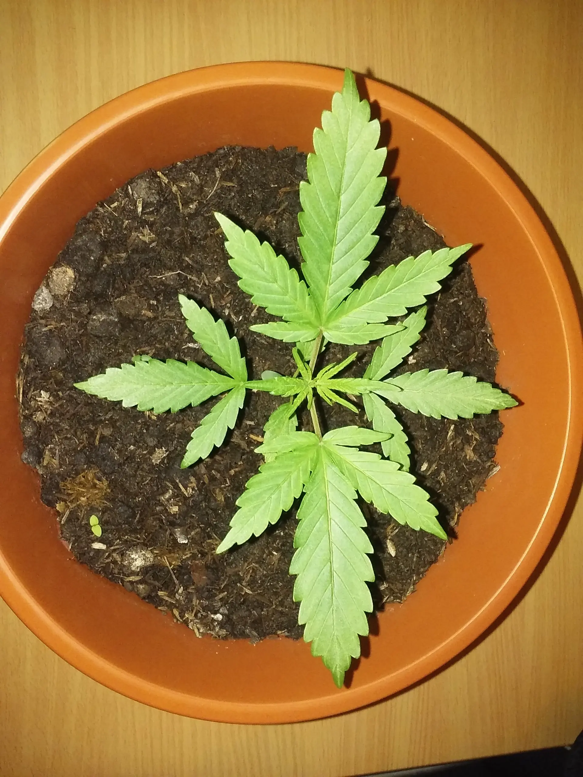 Uruguay
