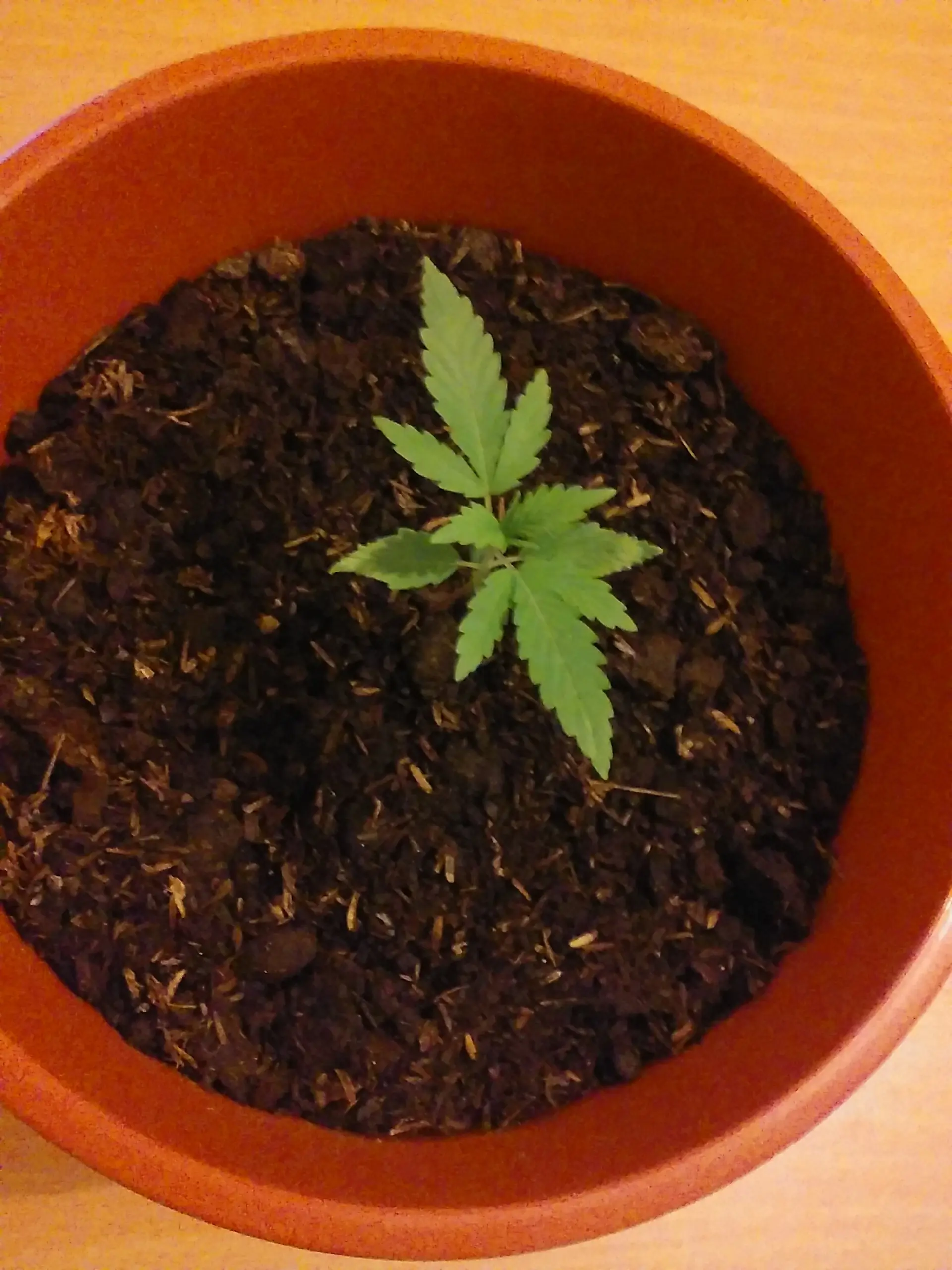 cannabis