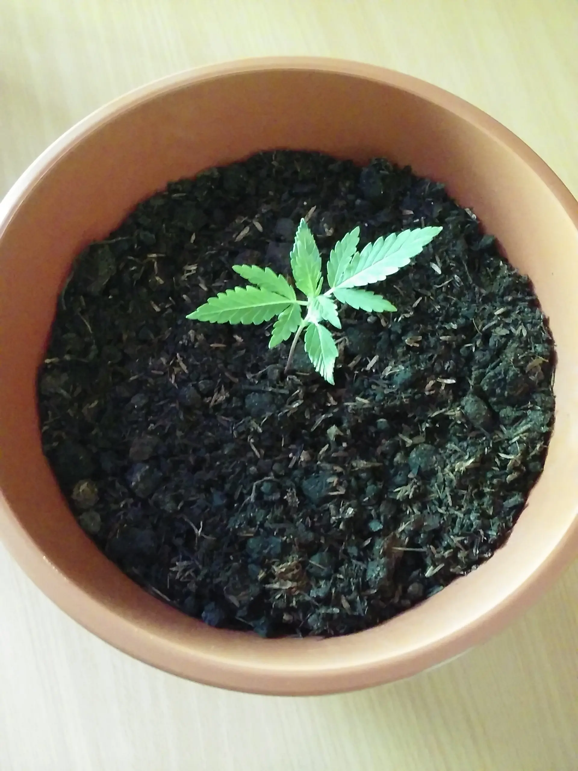 indica significado