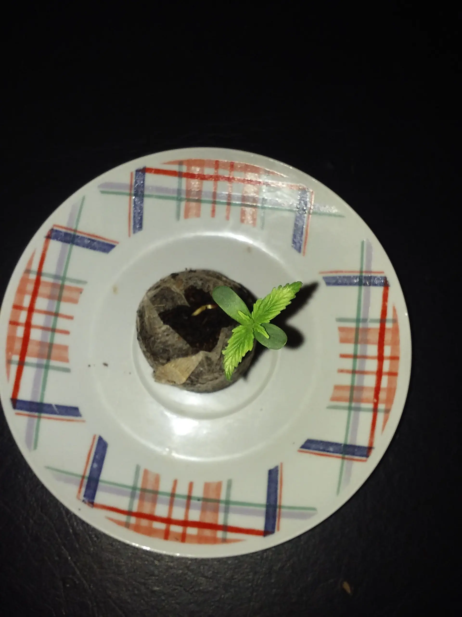 cannabis