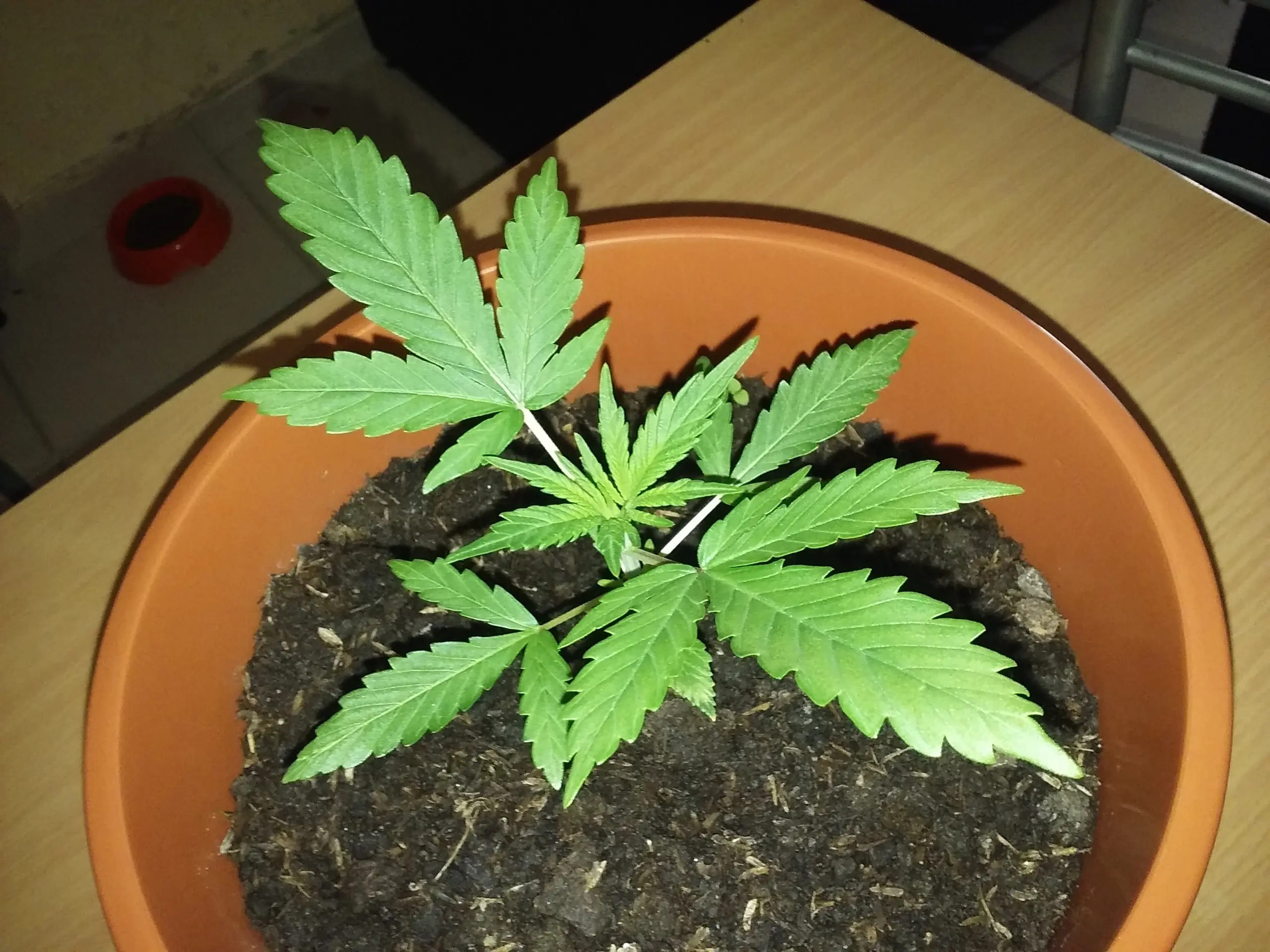 marihuana uruguay