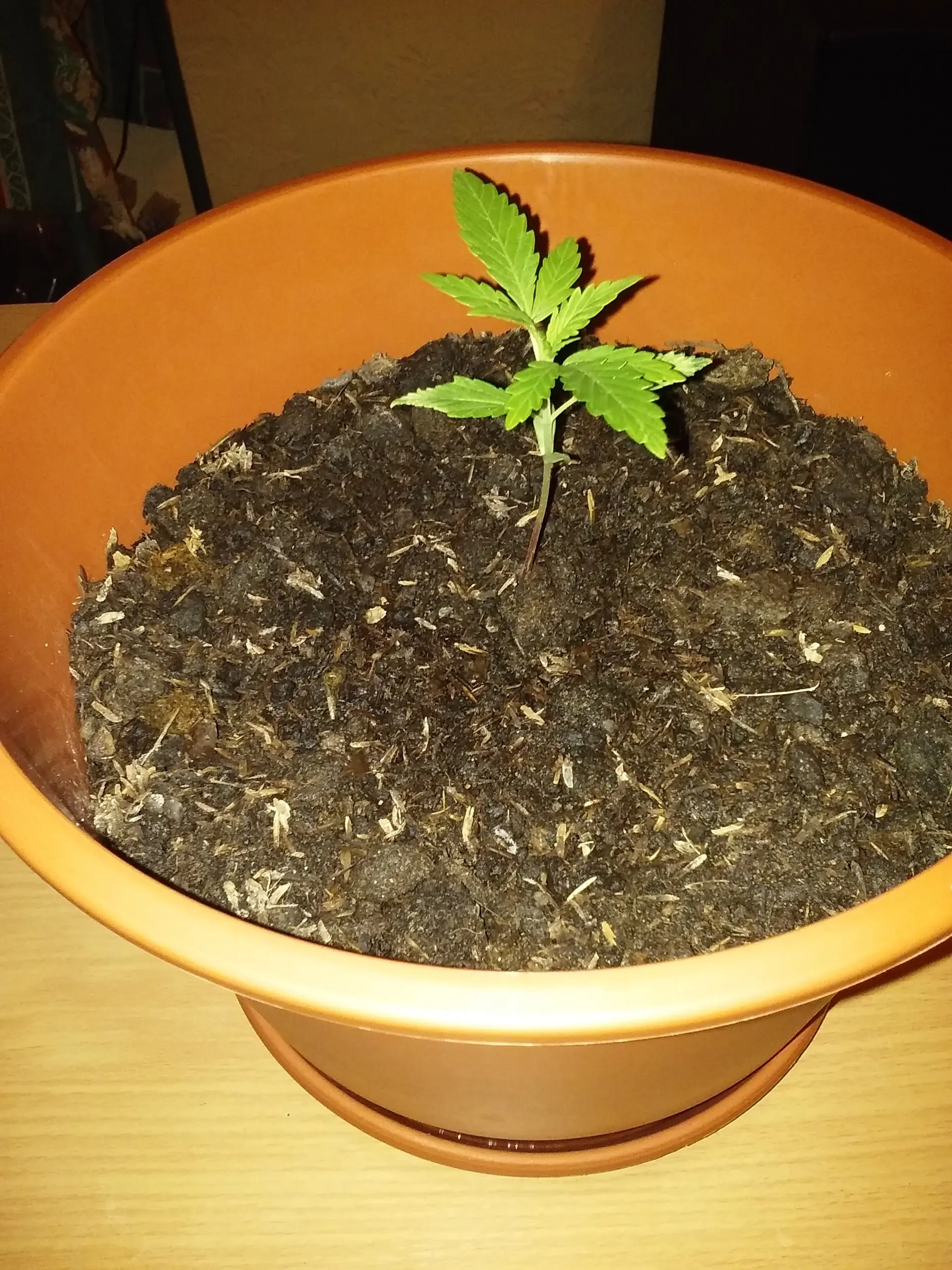 Les presento a Ramona!