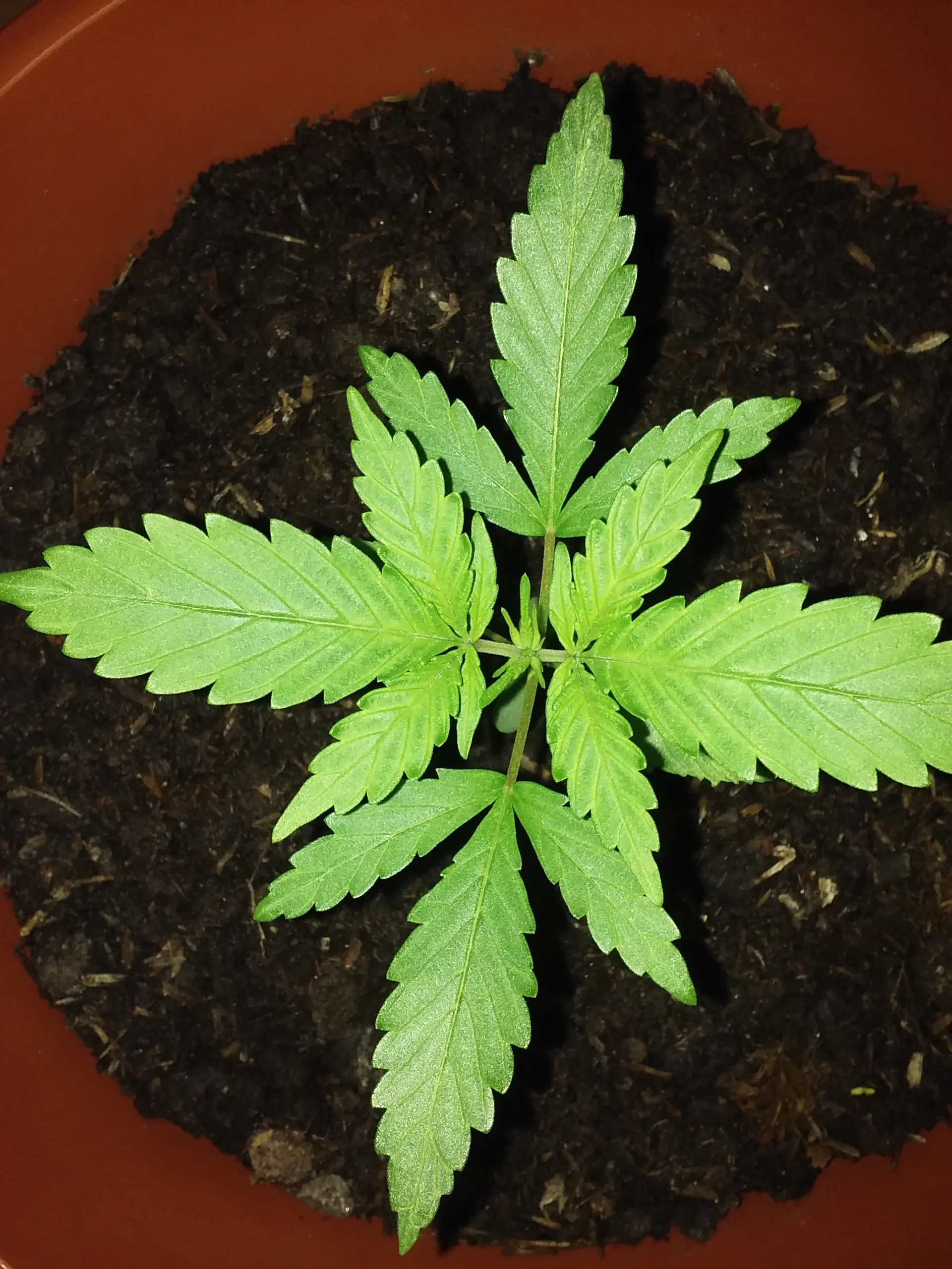 indica significado