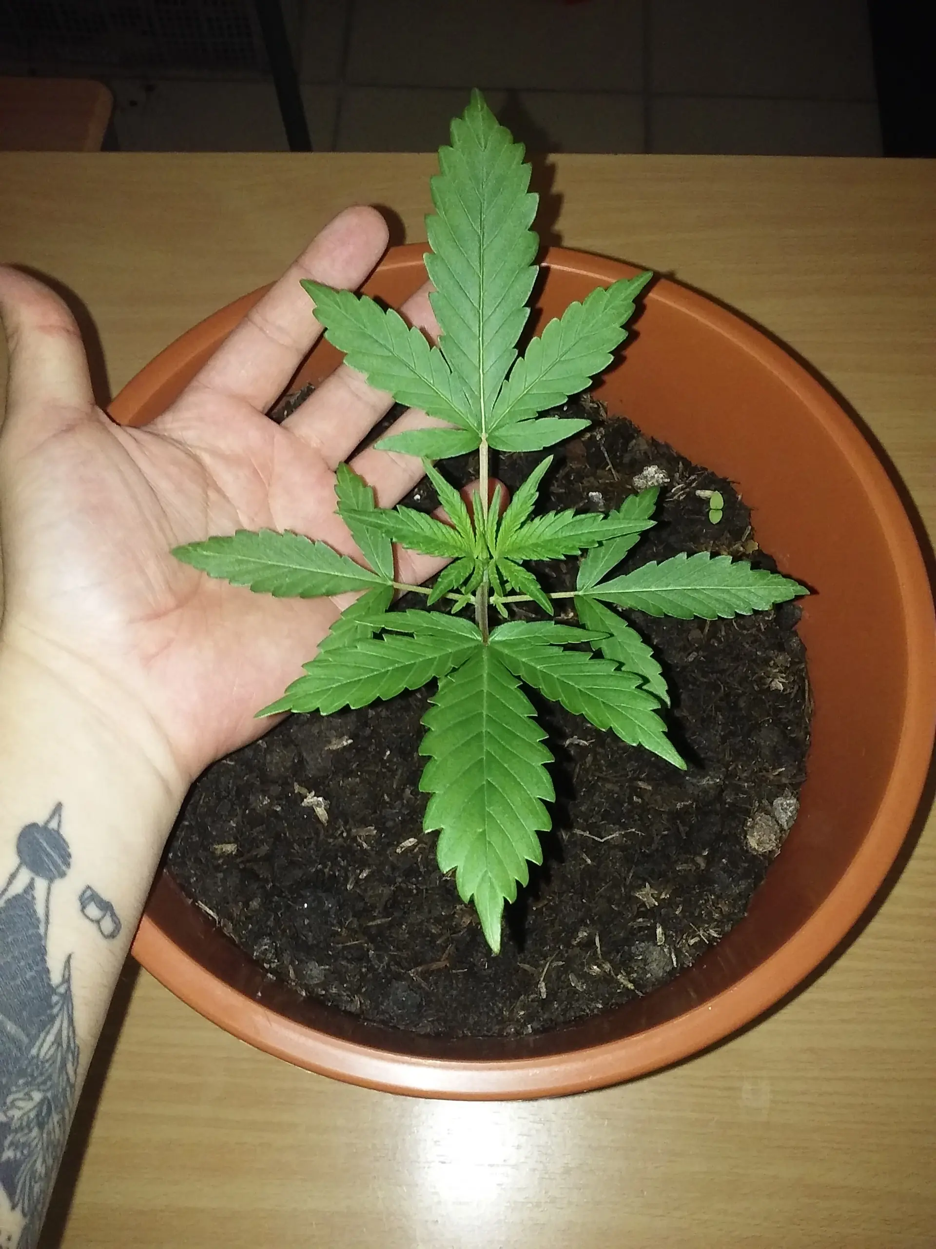 indica significado