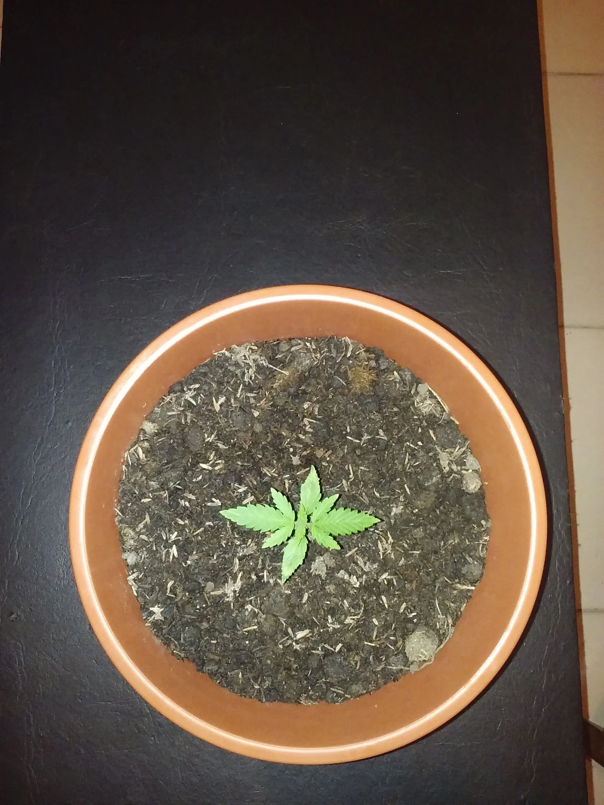 cannabis