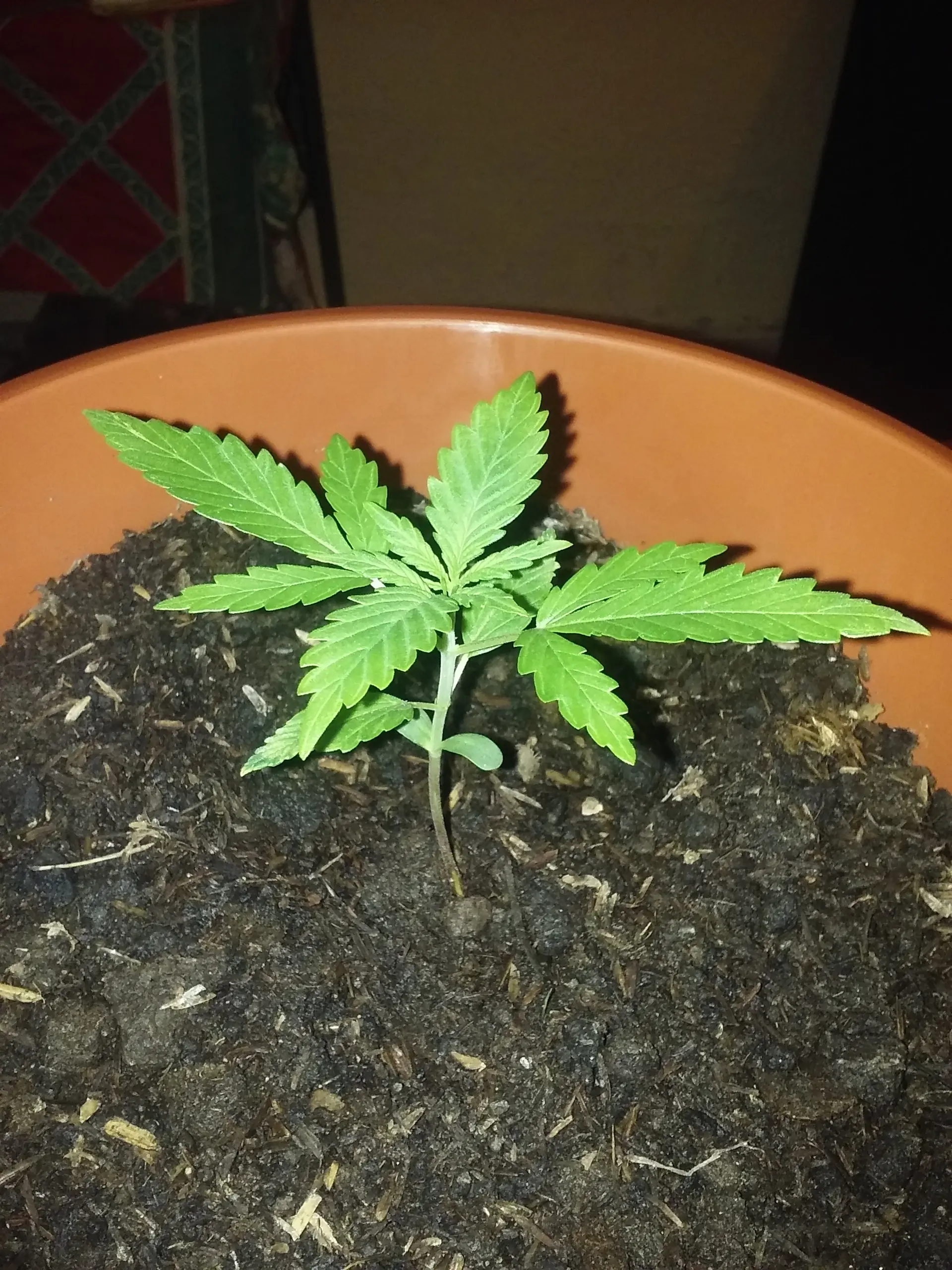 Les presento a Ramona!