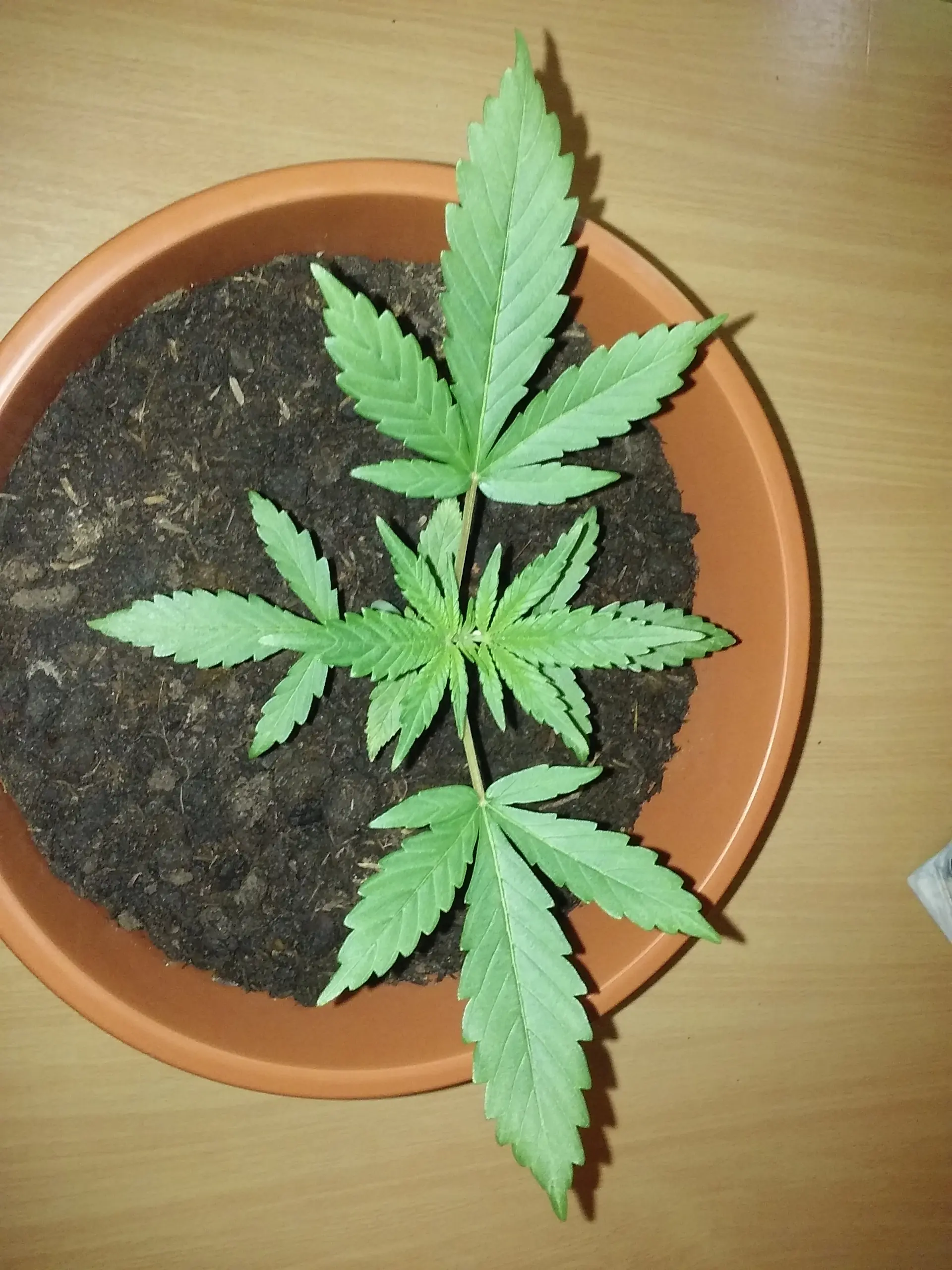 indica significado