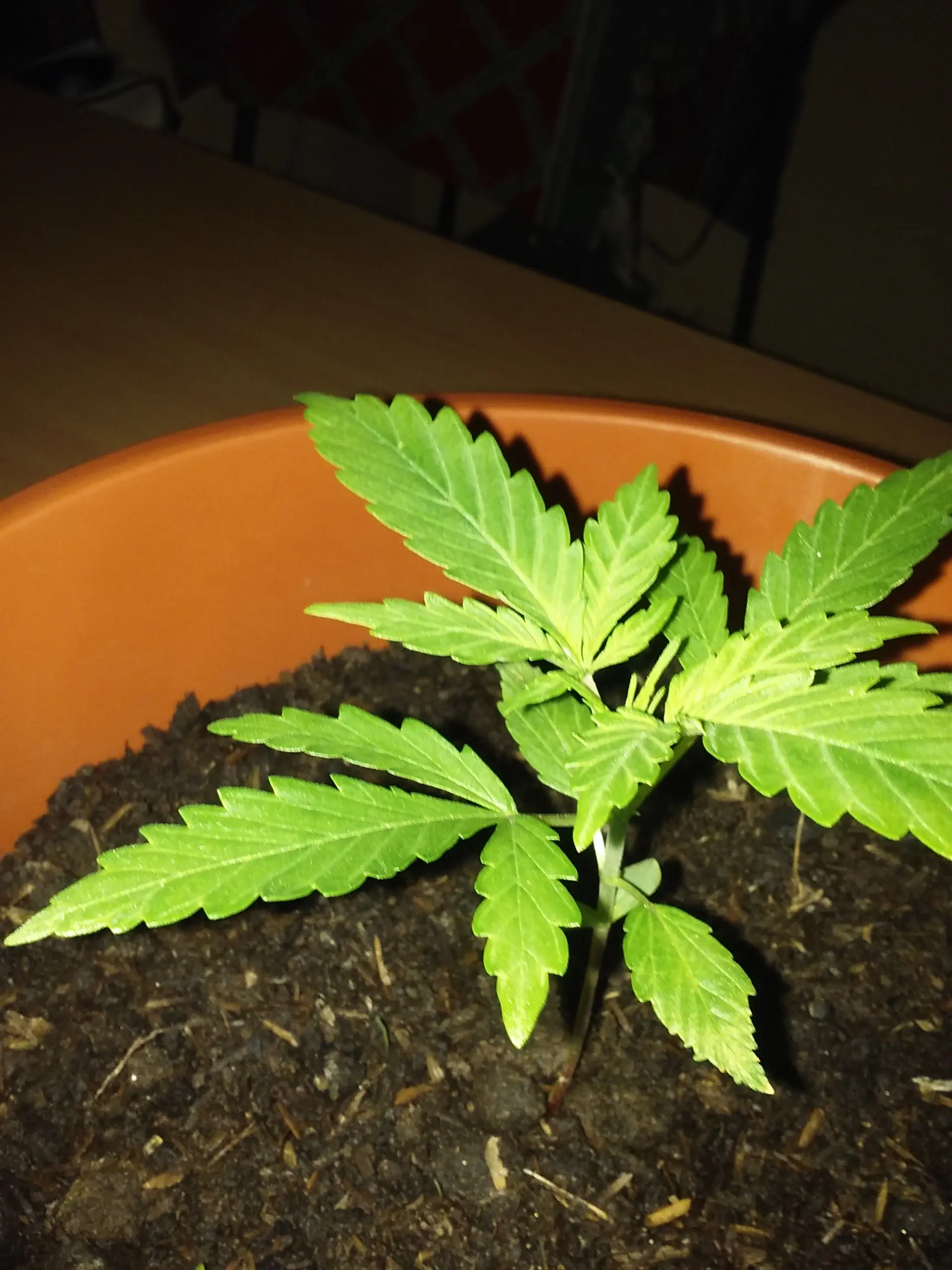 Les presento a Ramona!