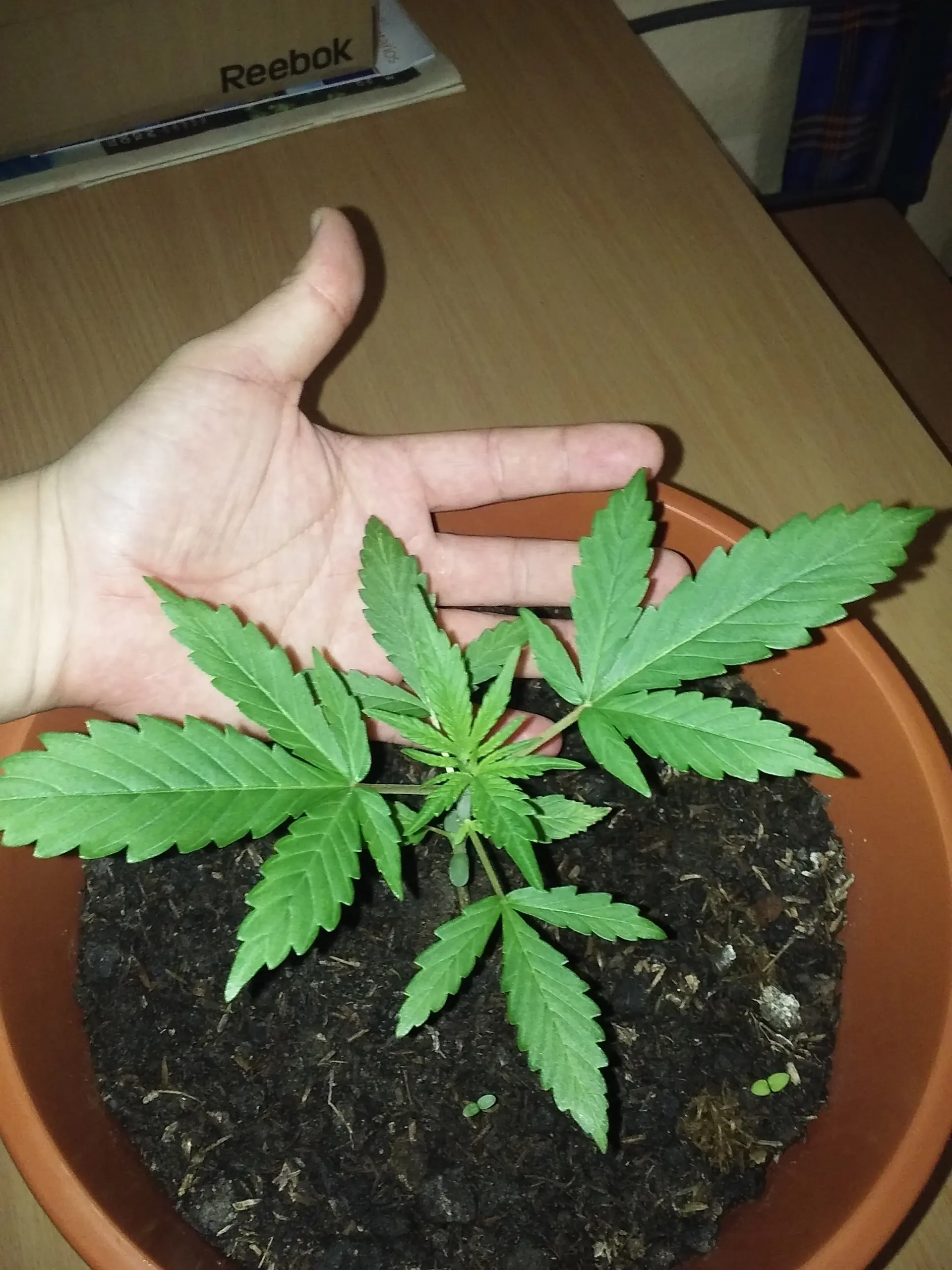Les presento a Ramona!