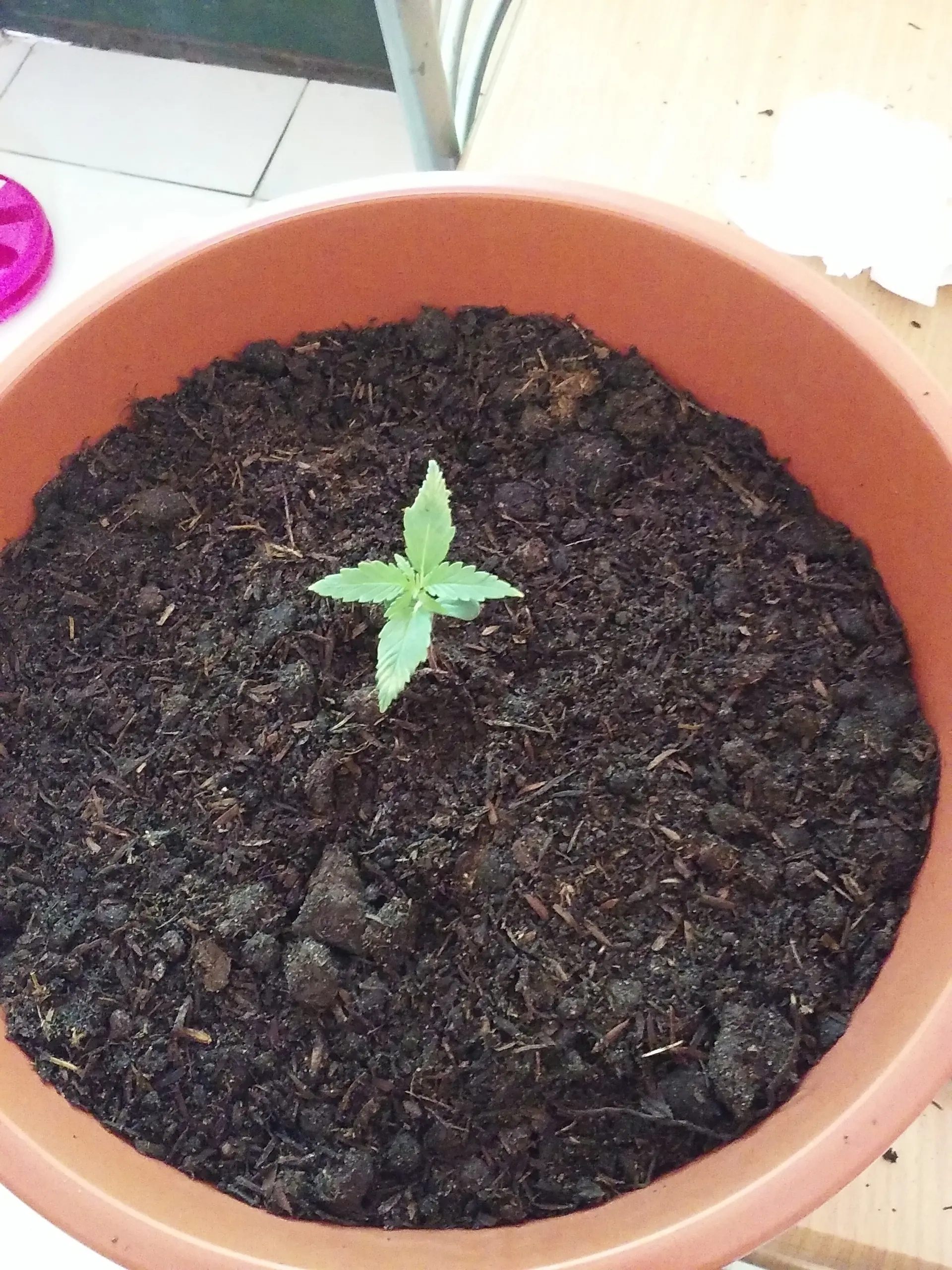 indica significado