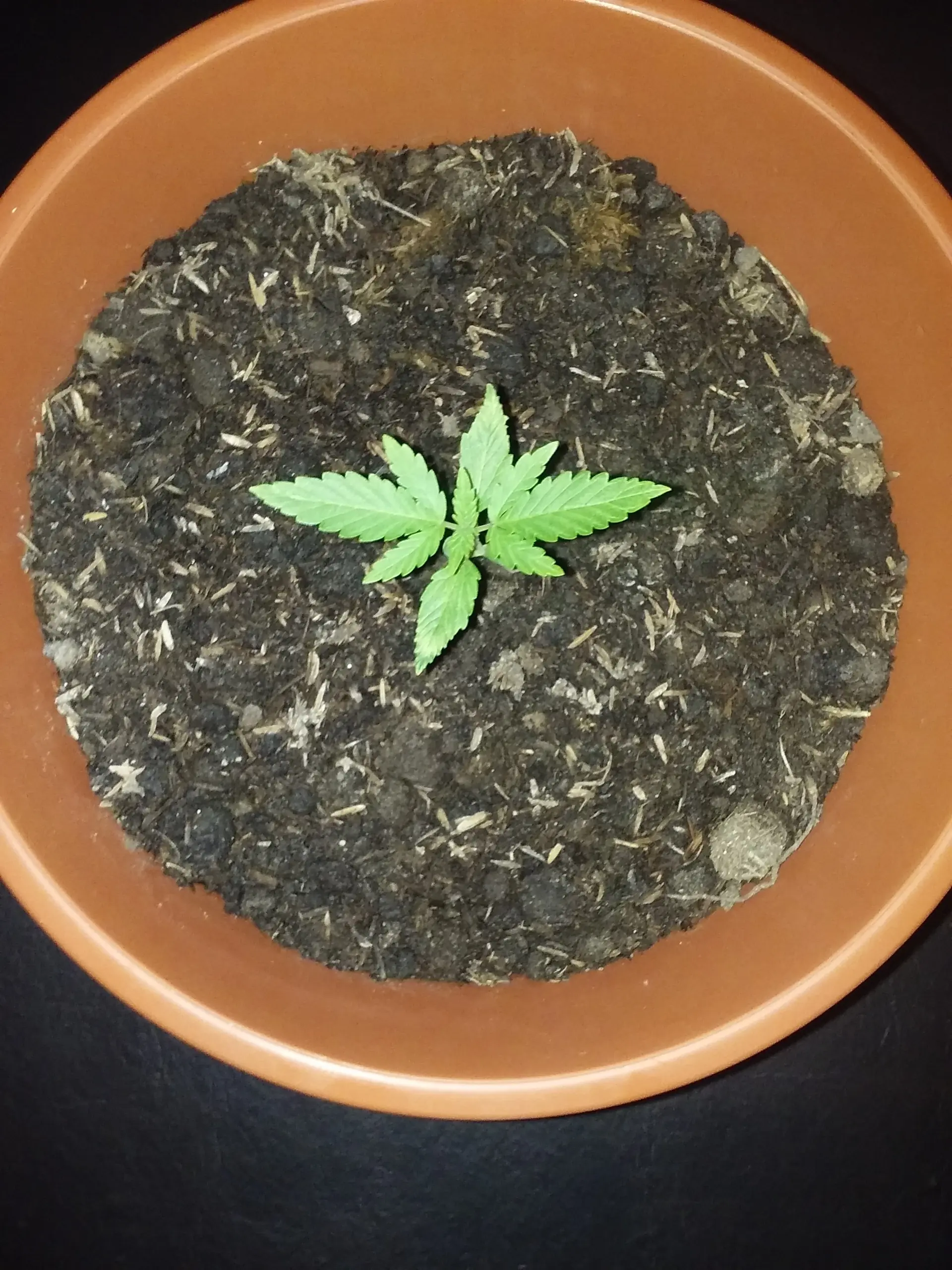 marihuana uruguay