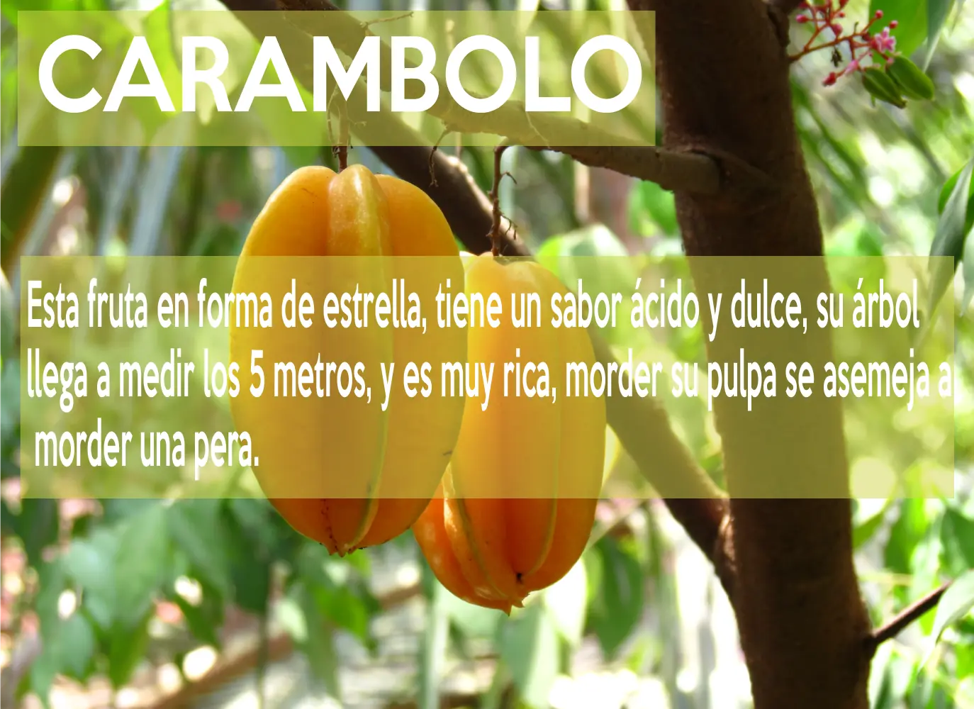 sabores