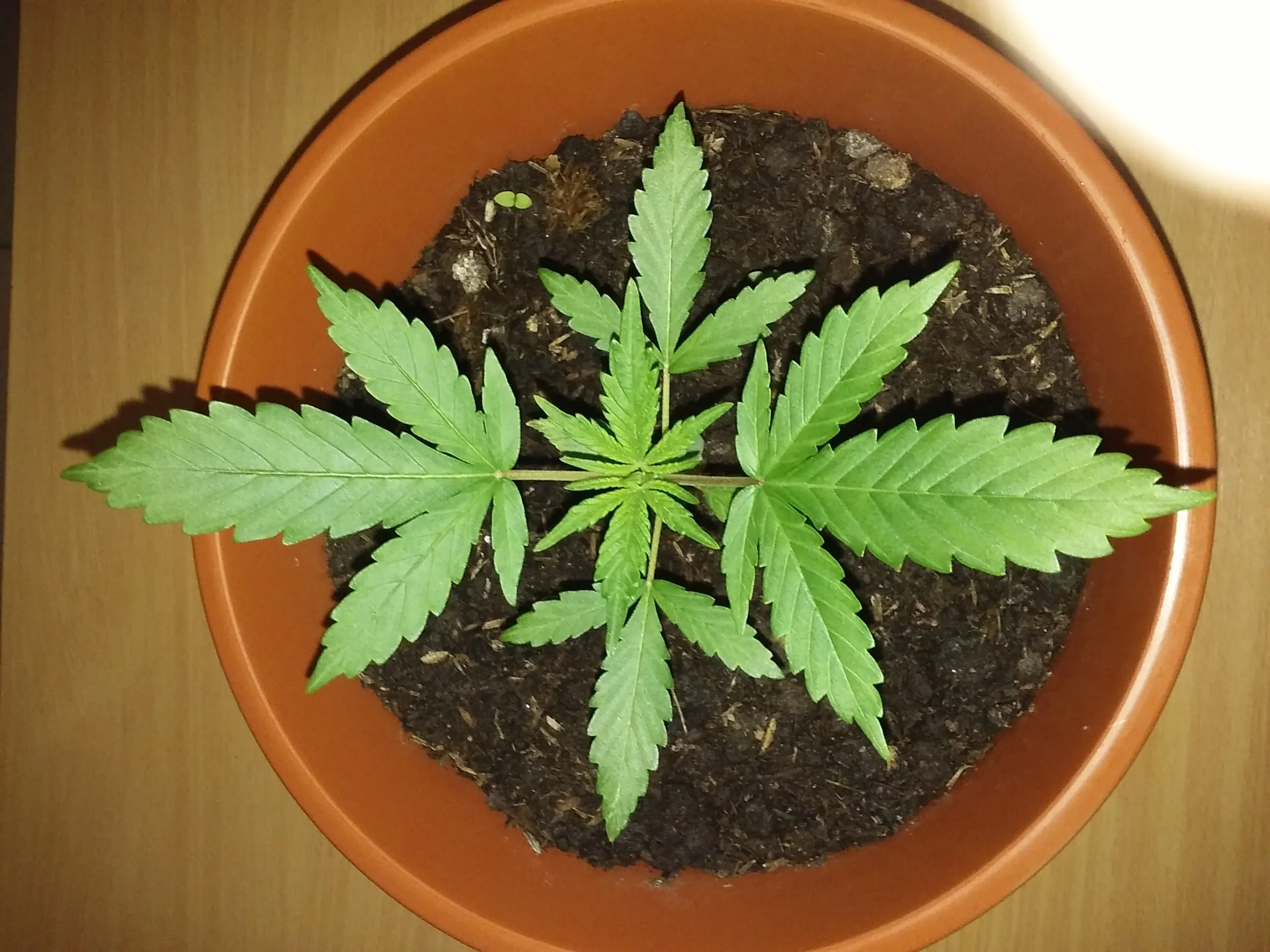 marihuana uruguay