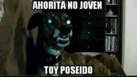 meme chiguagua