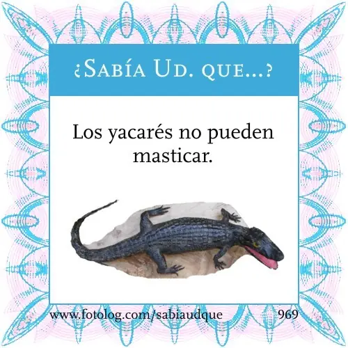 40 "Sabias que" para chamuyar a minitas
