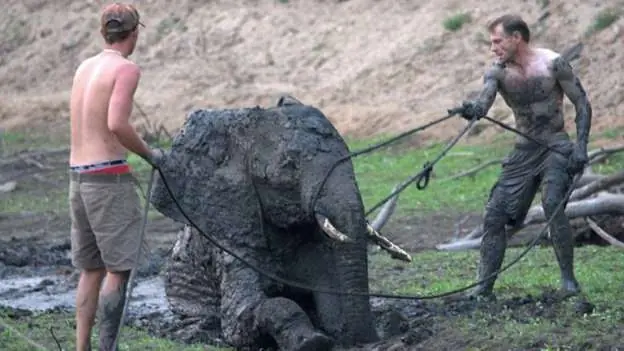 Rescatando un elefante de la muerte