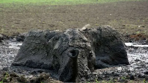 Rescatando un elefante de la muerte