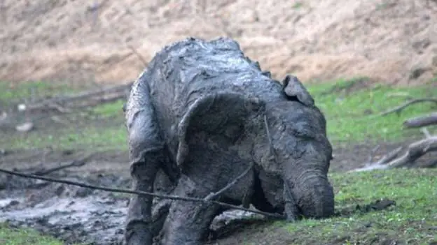 elefante