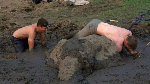 elefante