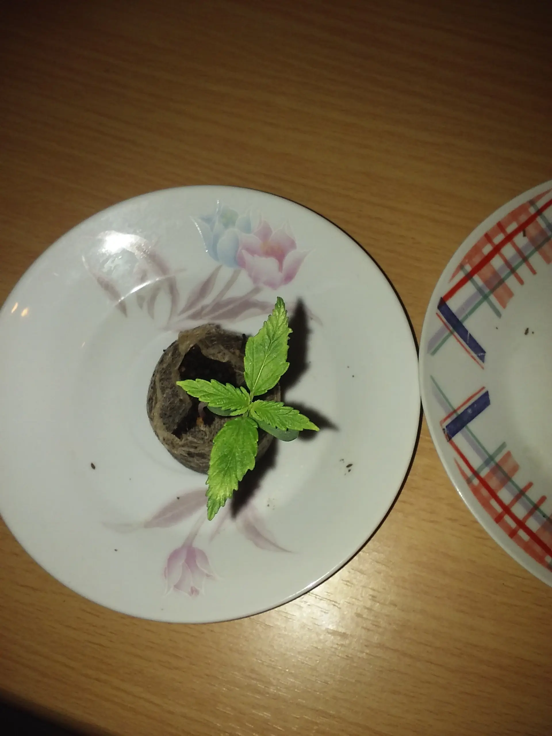 marihuana uruguay