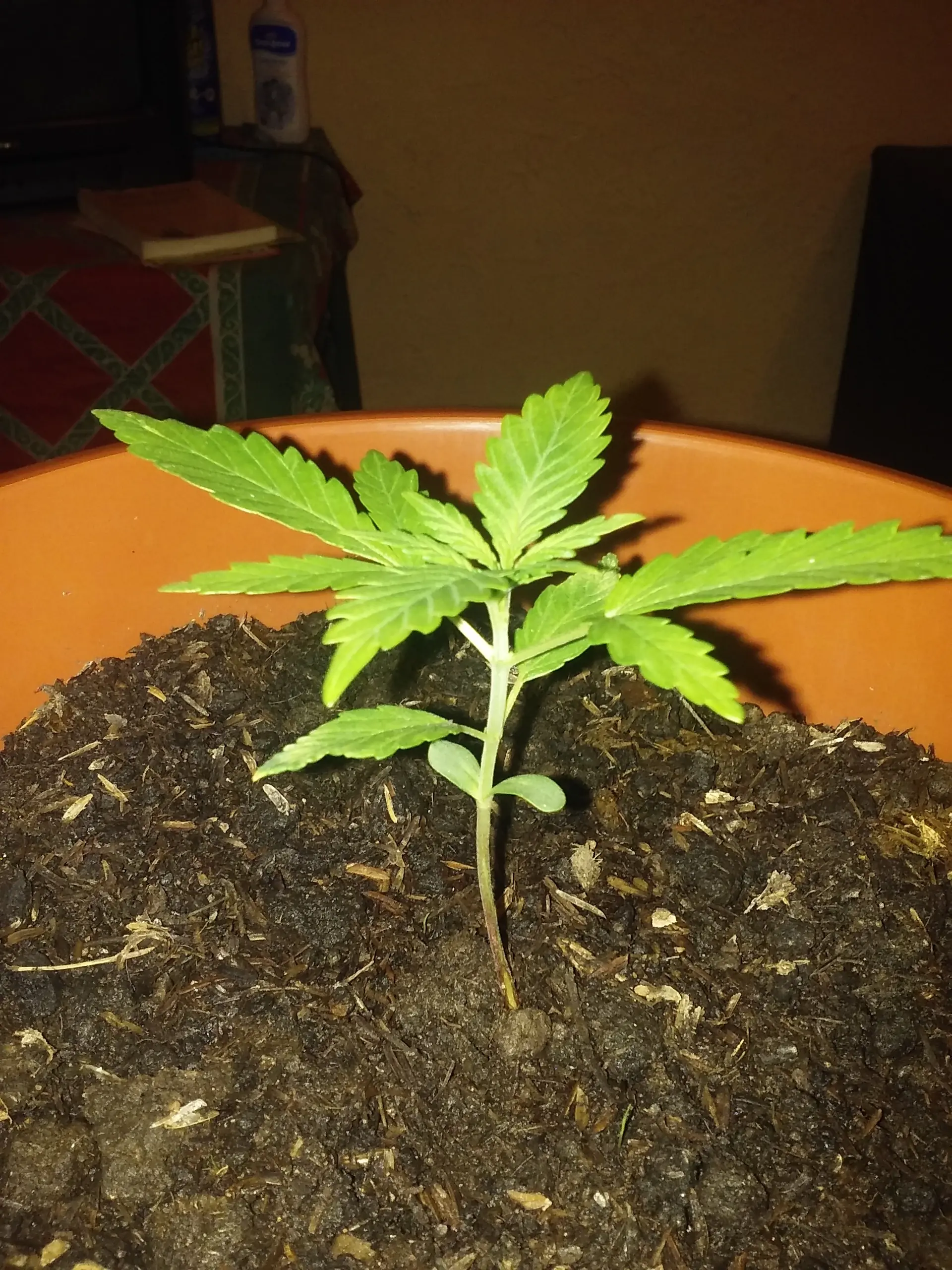 indica significado