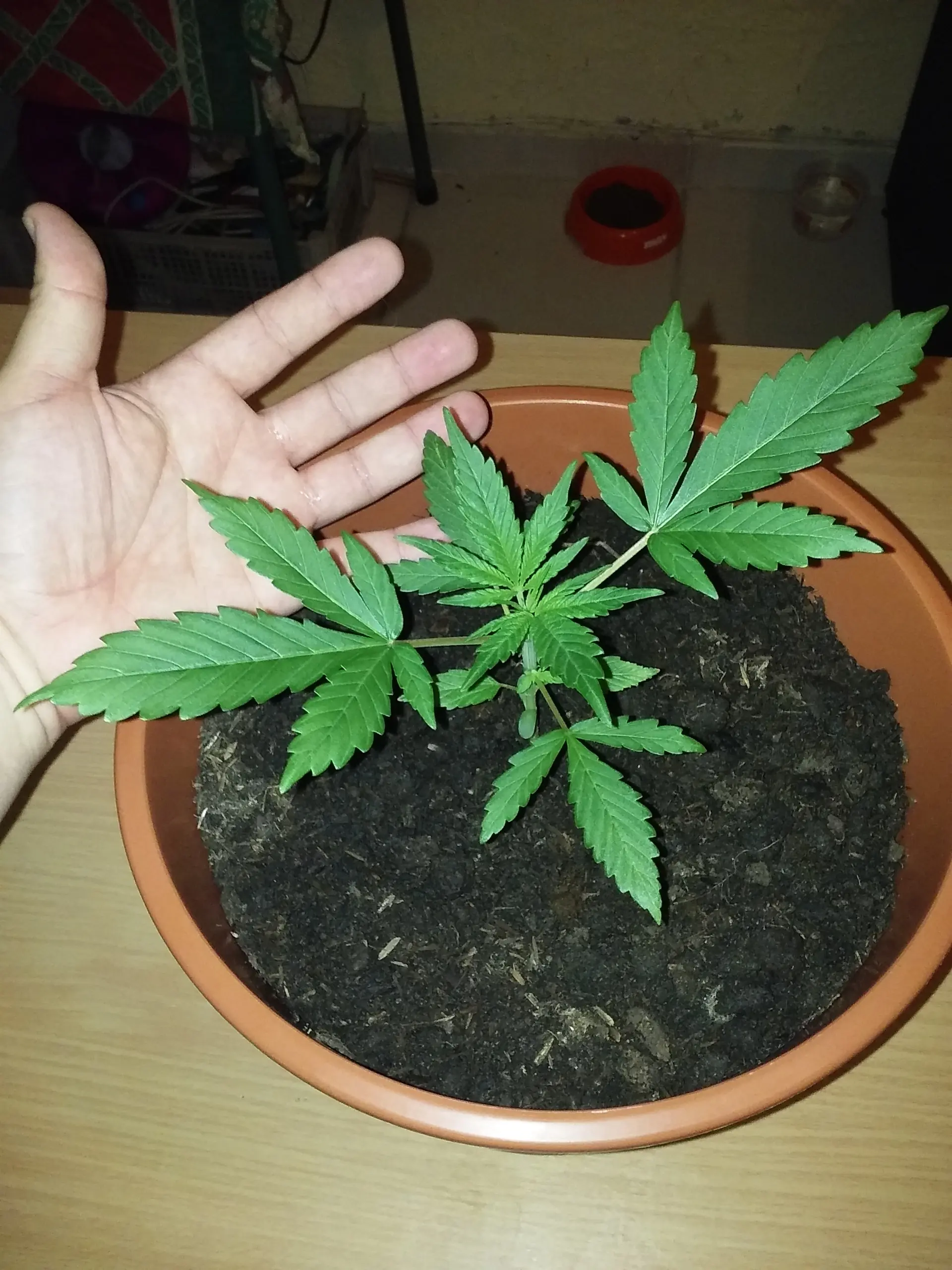 cannabis