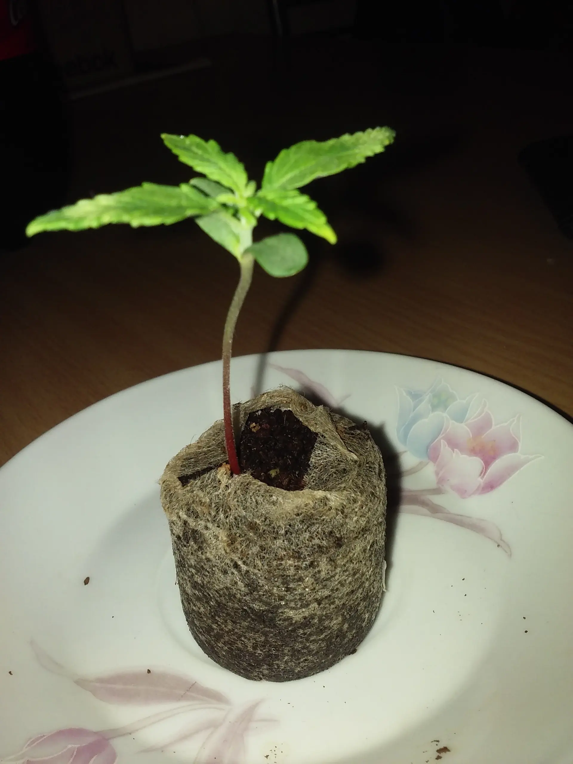indica significado
