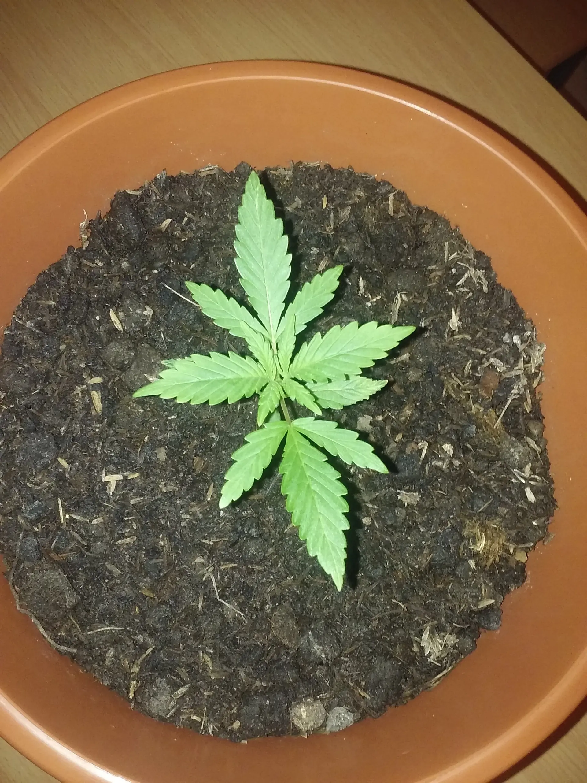 marihuana uruguay