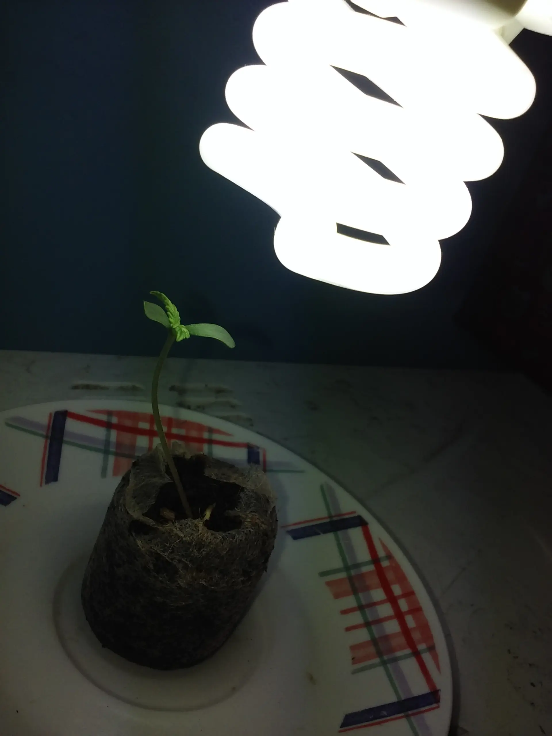 cannabis