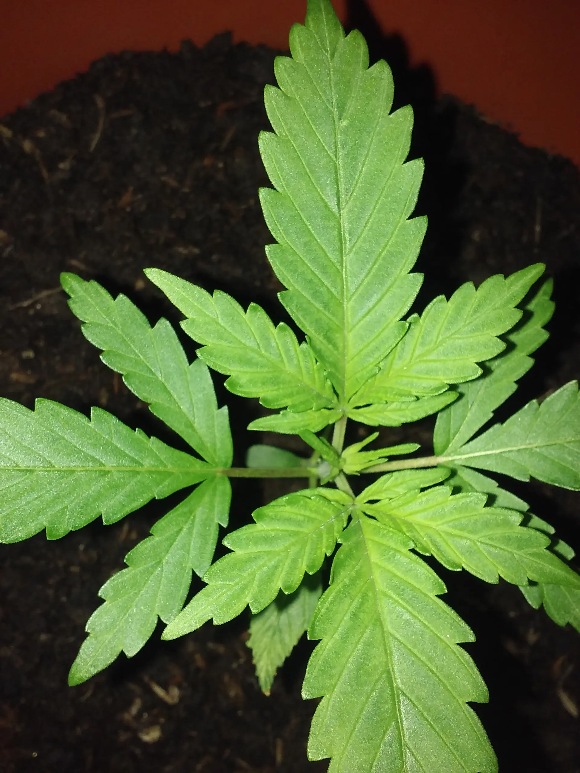 marihuana uruguay
