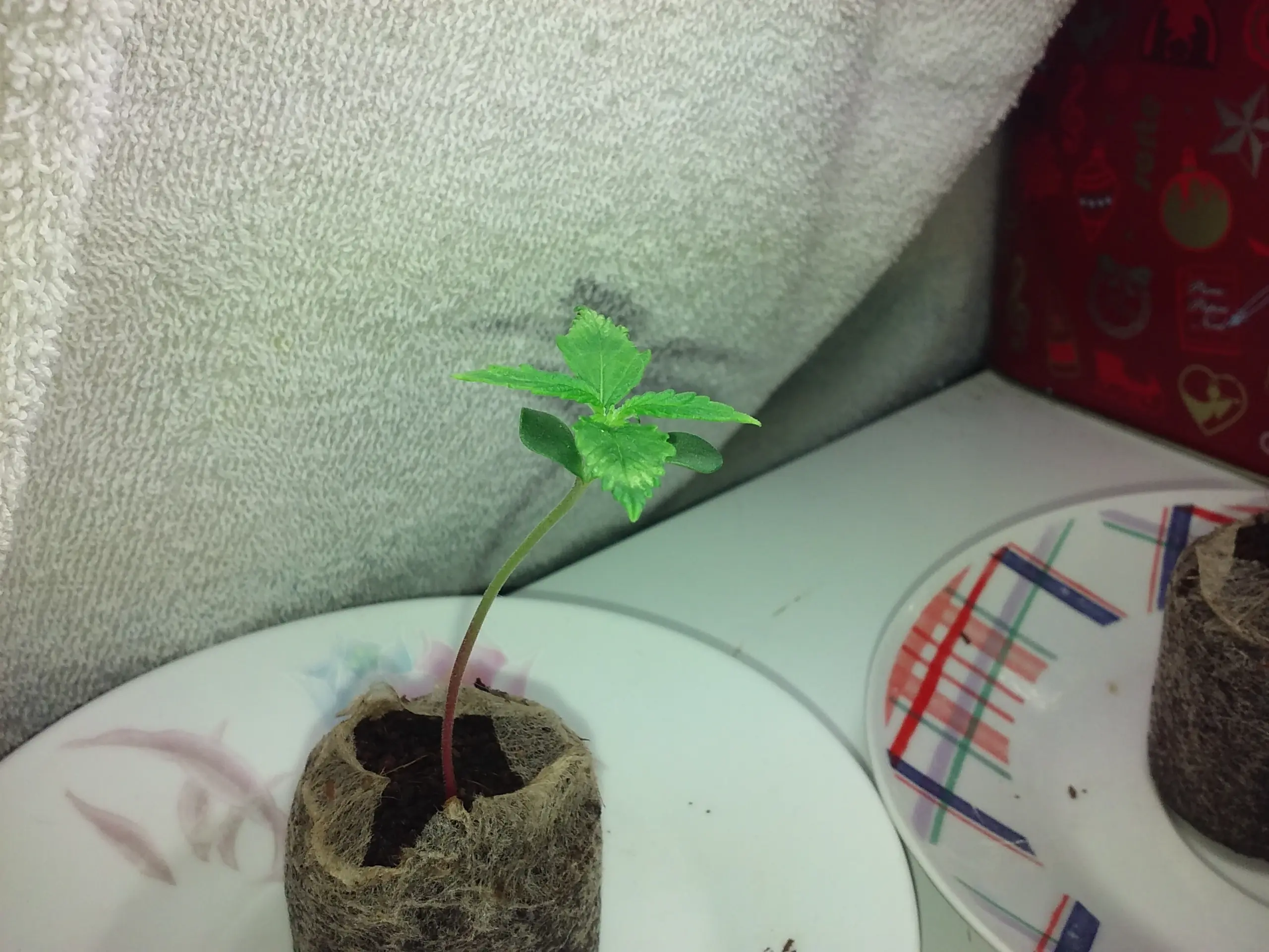 cannabis