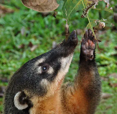 coati