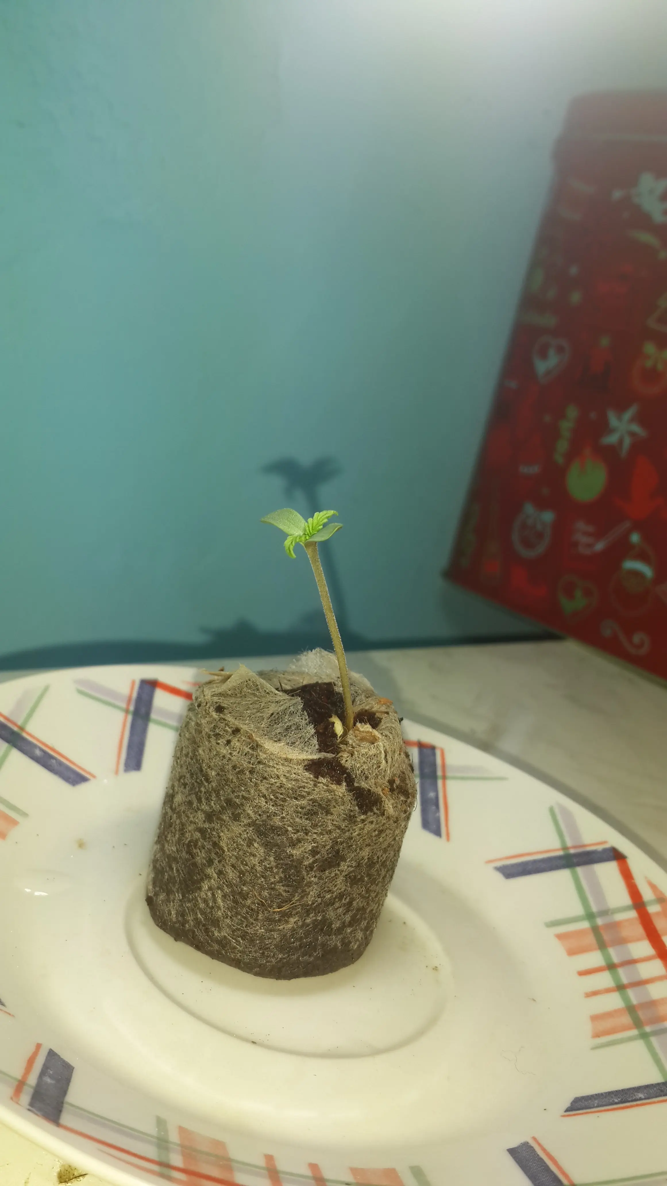 indica significado
