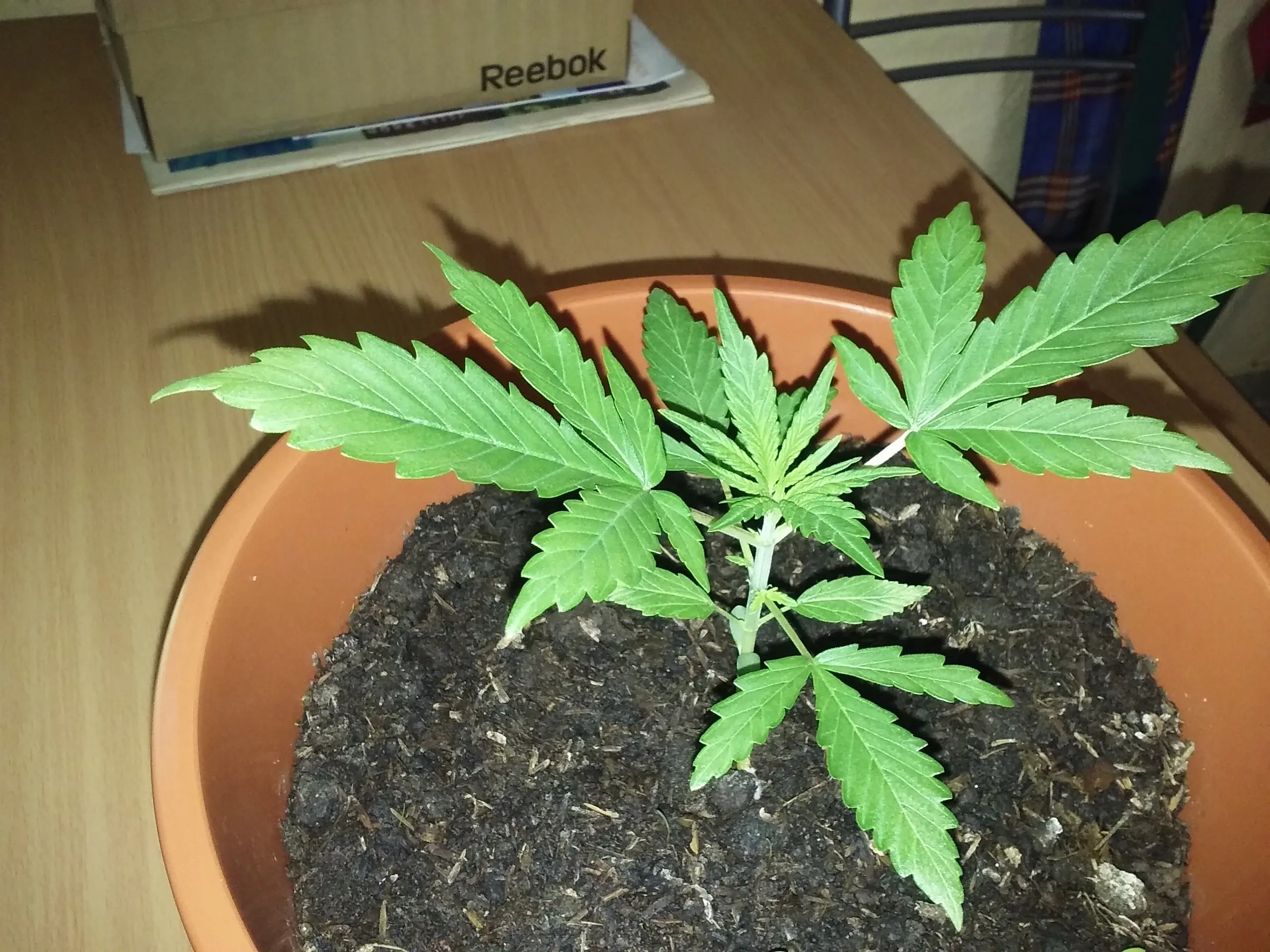 cannabis