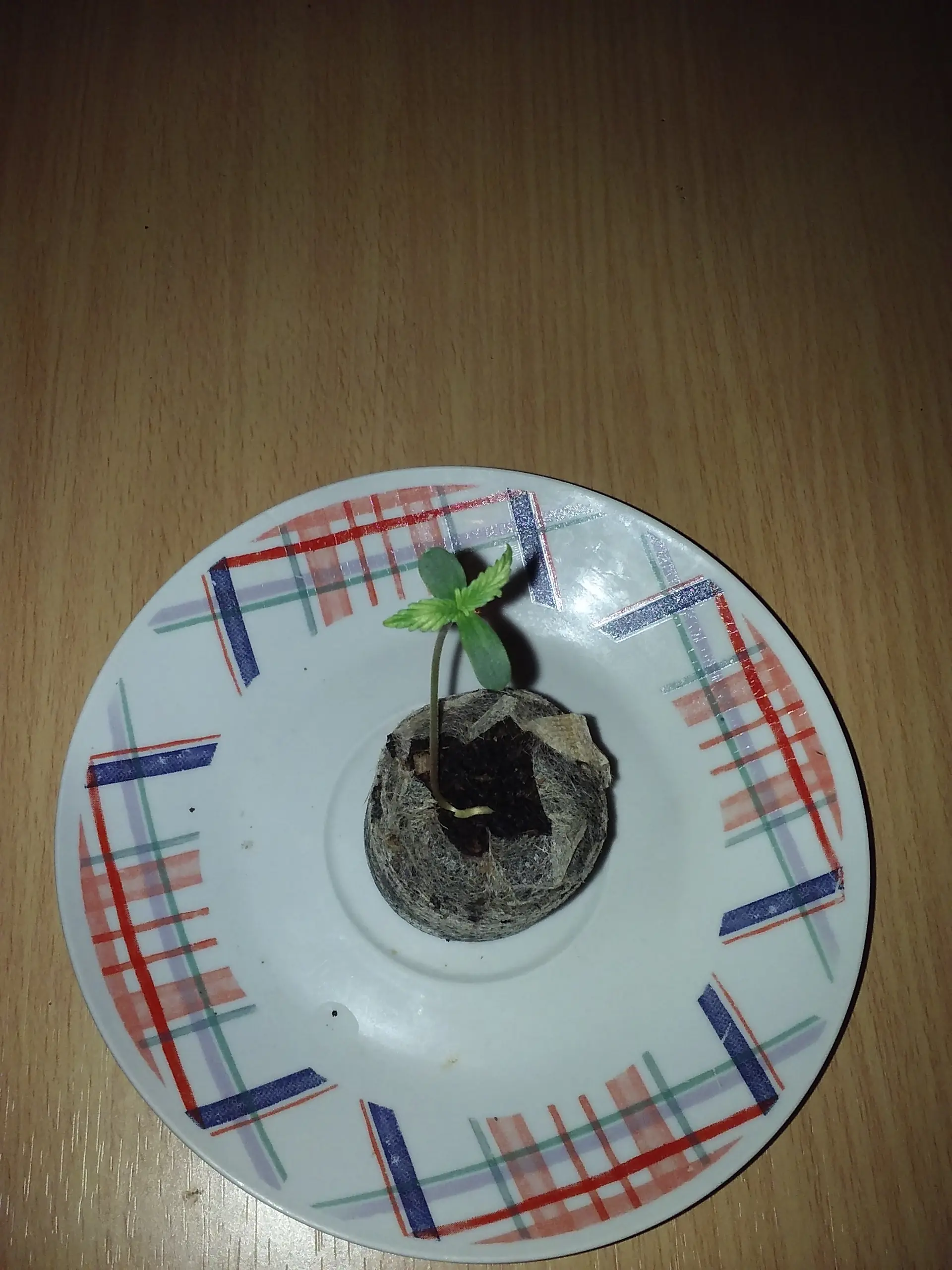 marihuana uruguay