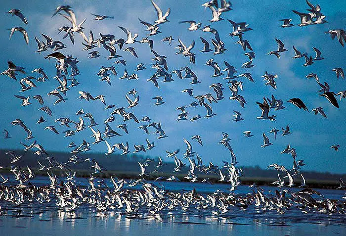 brasil