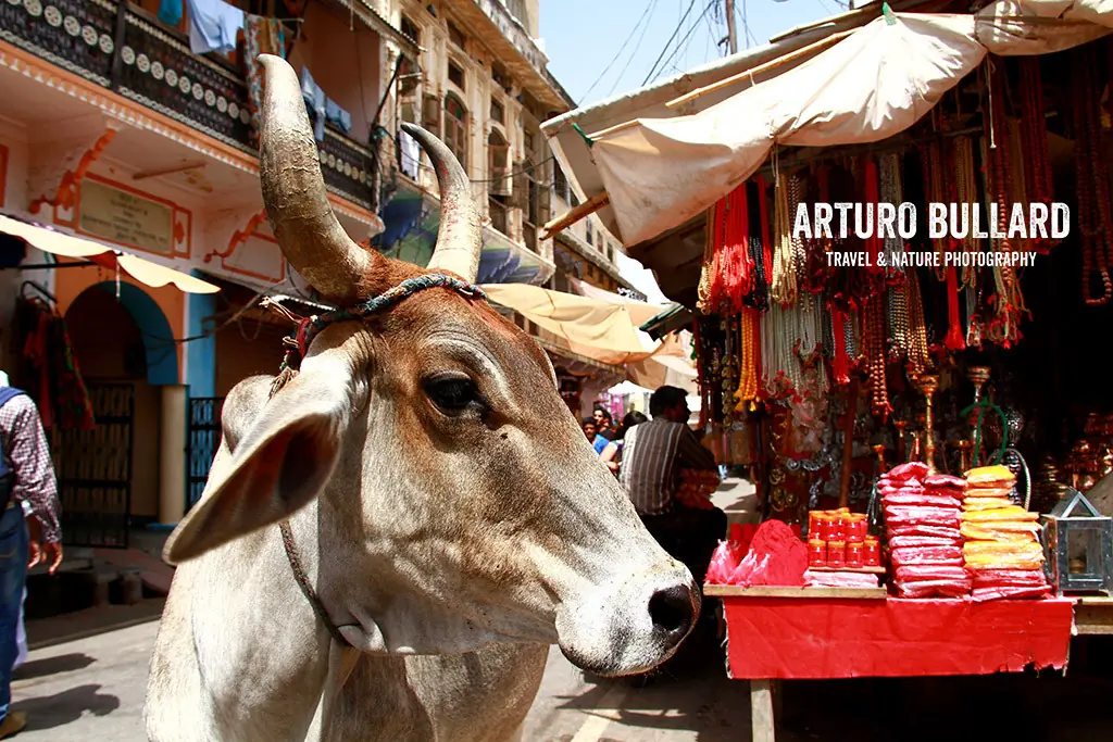 16 costumbres extrañas que uno puede vivir en la India