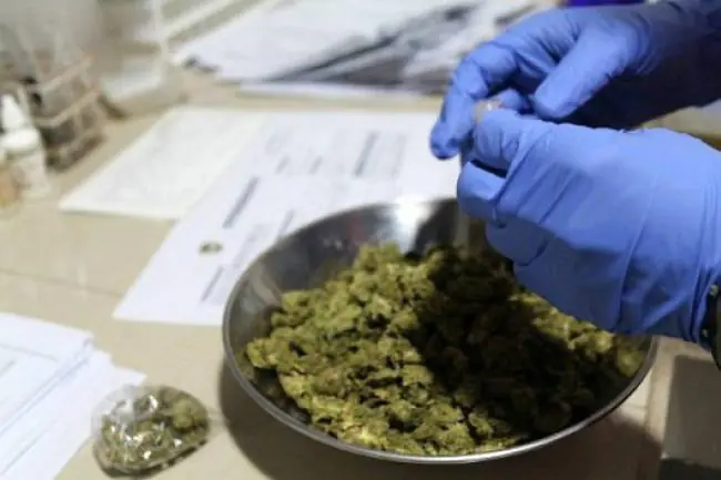 Conocé los milagros terapéuticos de la marihuana