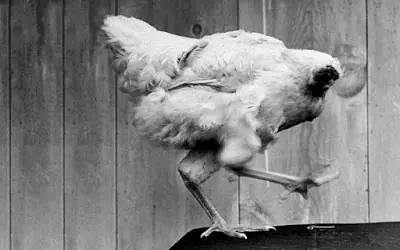 9 animales que pueden sobrevivir sin su cabeza.