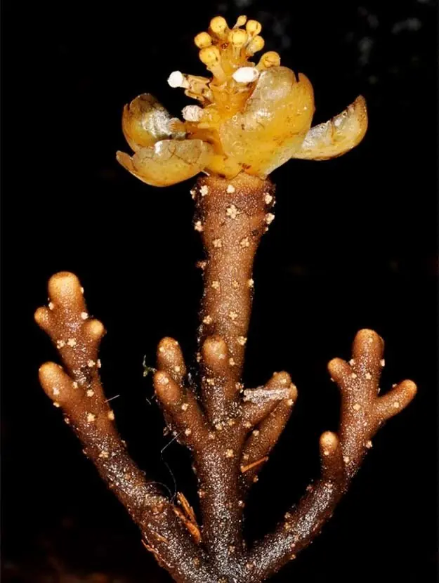 ciemcia