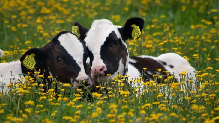 Animales