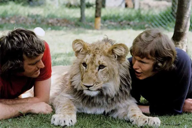 Animales
