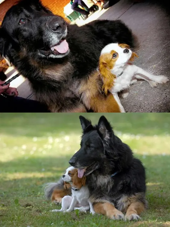 Historias que demuestran que los animales tienen alma