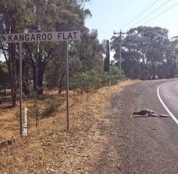 35 Razones por las cuales Australia es la tierra de la muert