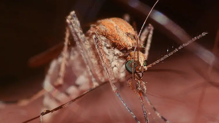 mosquitos